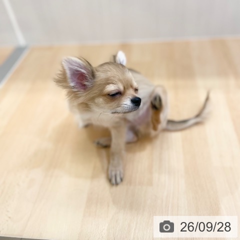 チワワの写真