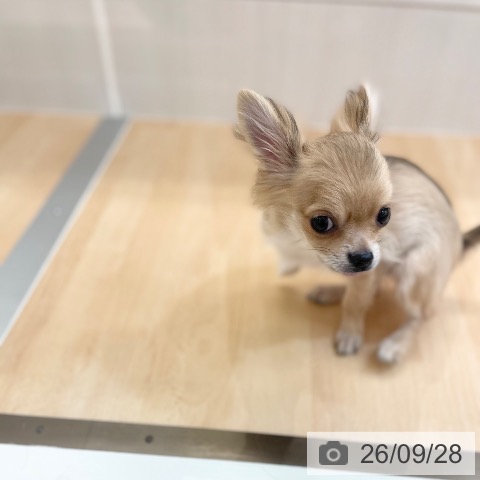 チワワの写真
