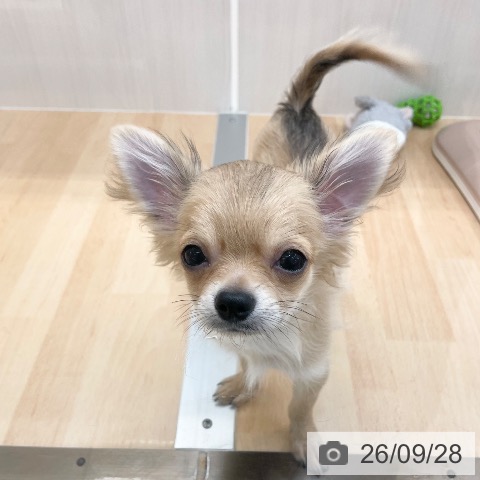 チワワの写真