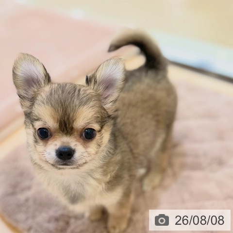 新潟県のチワワ(ロング) (ペットプラス 新潟青山店/2026年6月2日生まれ/男の子/レッド)の子犬の4枚目の画像
