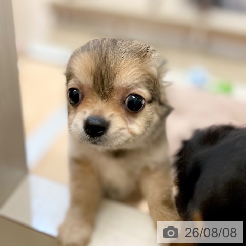 新潟県のチワワ(ロング) (ペットプラス 新潟青山店/2026年6月2日生まれ/男の子/レッド)の子犬の3枚目の画像
