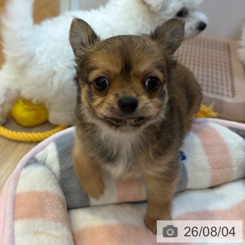 京都府のチワワ(ロング) (ペットプラス イオンモールKYOTO店/2026年6月2日生まれ/男の子/レッド)の子犬の4枚目の画像
