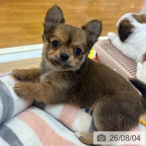 京都府のチワワ(ロング) (ペットプラス イオンモールKYOTO店/2026年6月2日生まれ/男の子/レッド)の子犬の3枚目の画像