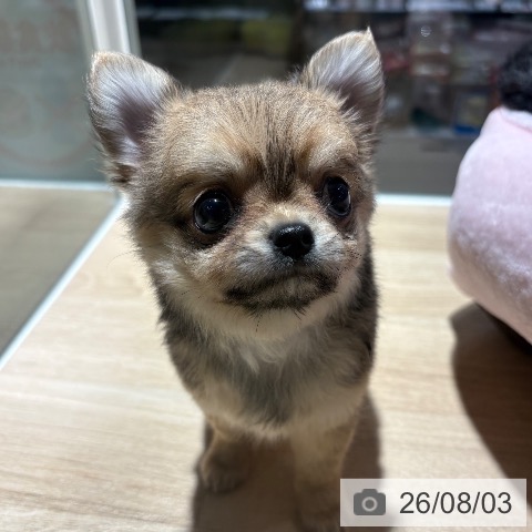 チワワの写真