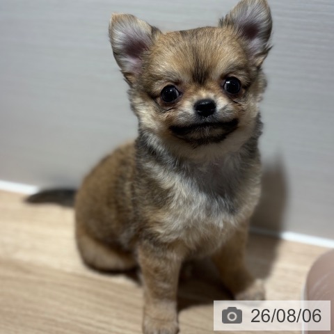 兵庫県のチワワ(ロング) (ペットプラス 神戸三宮店/2026年6月2日生まれ/女の子/レッド)の子犬の4枚目の画像
