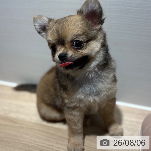 兵庫県のチワワ(ロング) (ペットプラス 神戸三宮店/2026年6月2日生まれ/女の子/レッド)の子犬の3枚目の画像