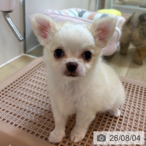 京都府のチワワ(ロング) (ペットプラス イオンモールKYOTO店/2026年5月29日生まれ/男の子/クリームホワイト)の子犬の4枚目の画像
