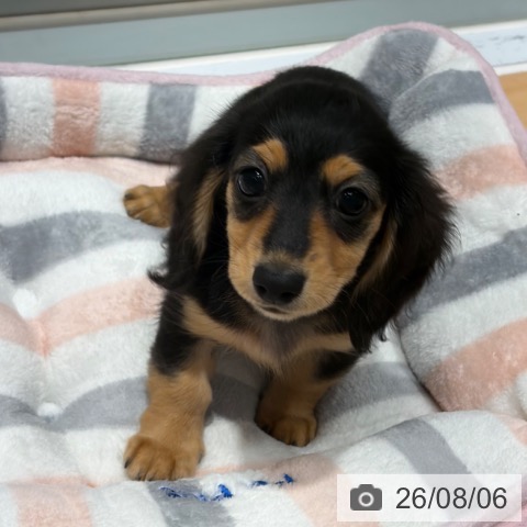 奈良県のカニンヘンダックスフンド(ロング) (ペットプラス 大和郡山店/2026年5月29日生まれ/女の子/ブラックタン)の子犬の4枚目の画像