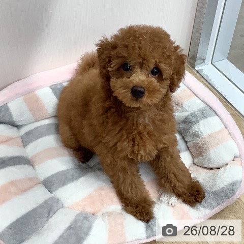 兵庫県のトイプードル(トイ) (ペットプラス 明石店/2026年6月2日生まれ/女の子/レッド)の子犬の4枚目の画像