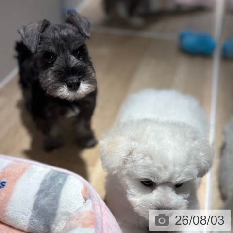 ミニチュア・シュナウザーの写真