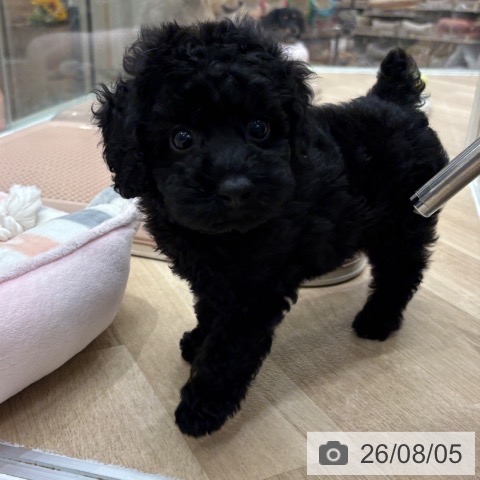 大阪府のトイプードル(トイ) (ペットプラス 鶴見店/2026年6月3日生まれ/男の子/ブラック)の子犬の4枚目の画像