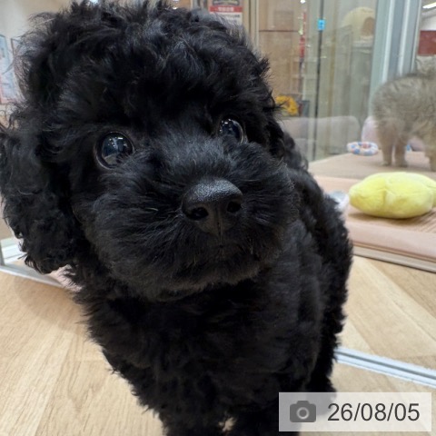 大阪府のトイプードル(トイ) (ペットプラス 鶴見店/2026年6月3日生まれ/男の子/ブラック)の子犬の3枚目の画像
