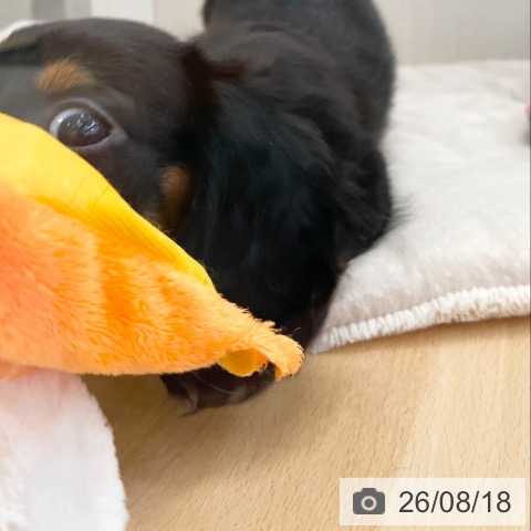 ミニチュア・ダックスフンドの写真