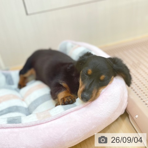ミニチュア・ダックスフンドの写真