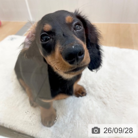 ミニチュア・ダックスフンドの写真