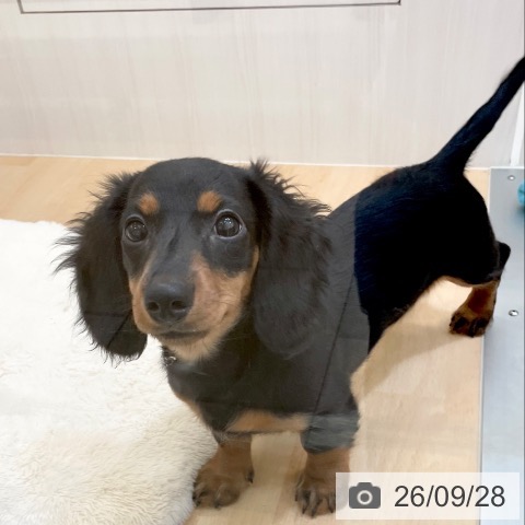 ミニチュア・ダックスフンドの写真