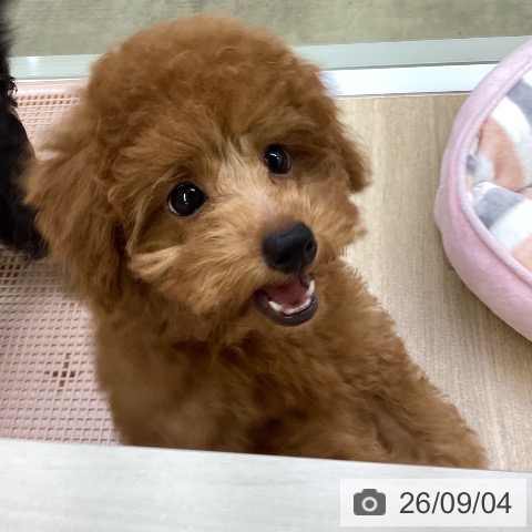 兵庫県のトイプードル(トイ) (ペットプラス 明石店/2026年6月3日生まれ/男の子/レッドフォーン)の子犬の4枚目の画像