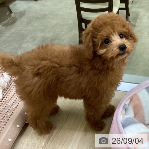 兵庫県のトイプードル(トイ) (ペットプラス 明石店/2026年6月3日生まれ/男の子/レッドフォーン)の子犬の3枚目の画像
