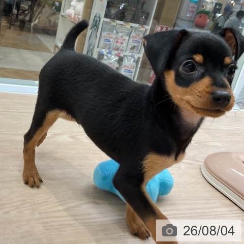 大阪府のミニチュアピンシャー (ペットプラス ららぽーと和泉店/2026年6月1日生まれ/男の子/ブラックタン)の子犬の3枚目の画像