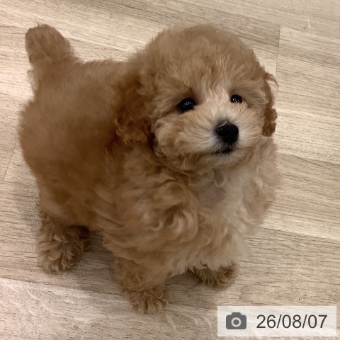 大阪府のトイプードル(トイ) (ペットプラス りんくう泉南店/2026年6月3日生まれ/女の子/オレンジフォーン)の子犬の3枚目の画像