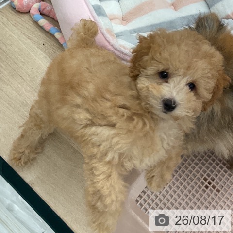 大阪府のトイプードル(トイ) (ペットプラス りんくう泉南店/2026年6月3日生まれ/女の子/オレンジフォーン)の子犬の3枚目の画像