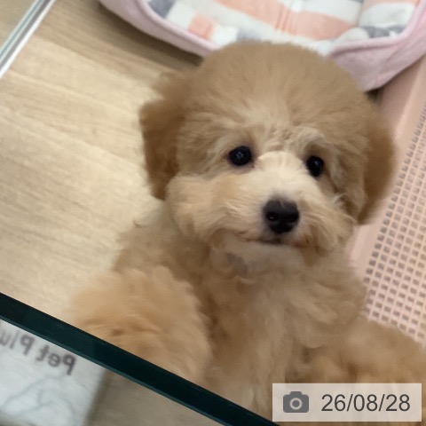 大阪府のトイプードル(トイ) (ペットプラス りんくう泉南店/2026年6月3日生まれ/女の子/オレンジフォーン)の子犬の3枚目の画像