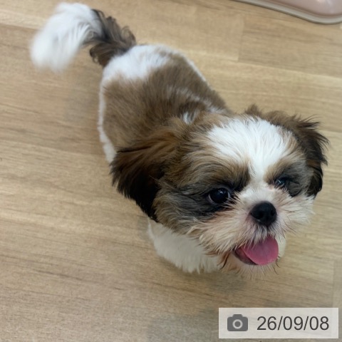 京都府のシーズー (ペットプラス 久御山店/2026年6月1日生まれ/男の子/ホワイトゴールド)の子犬の4枚目の画像