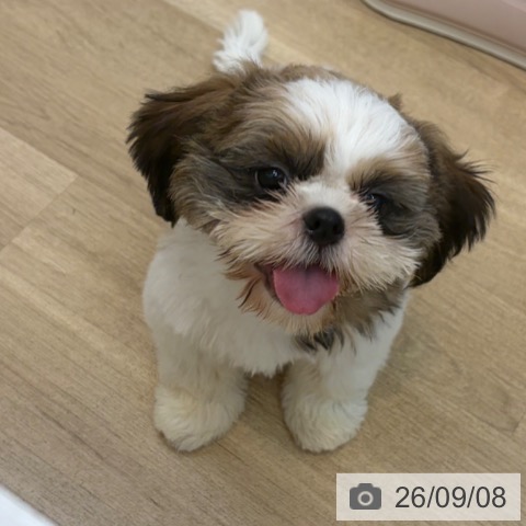 京都府のシーズー (ペットプラス 久御山店/2026年6月1日生まれ/男の子/ホワイトゴールド)の子犬の3枚目の画像