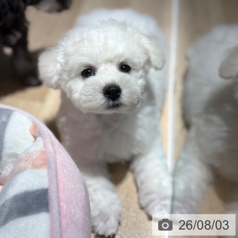 兵庫県のビションフリーゼ (ペットプラス 神戸三宮店/2026年5月29日生まれ/男の子/ホワイト)の子犬の4枚目の画像