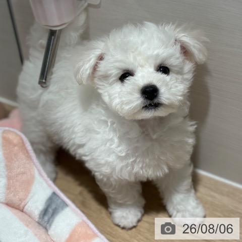 兵庫県のビションフリーゼ (ペットプラス 神戸三宮店/2026年5月29日生まれ/男の子/ホワイト)の子犬の3枚目の画像
