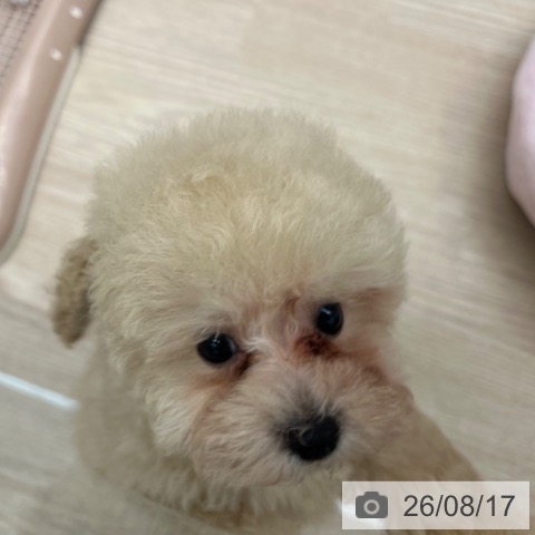 京都府のトイプードル(トイ) (ペットプラス 京都桂川店/2026年6月3日生まれ/男の子/クリーム)の子犬の3枚目の画像
