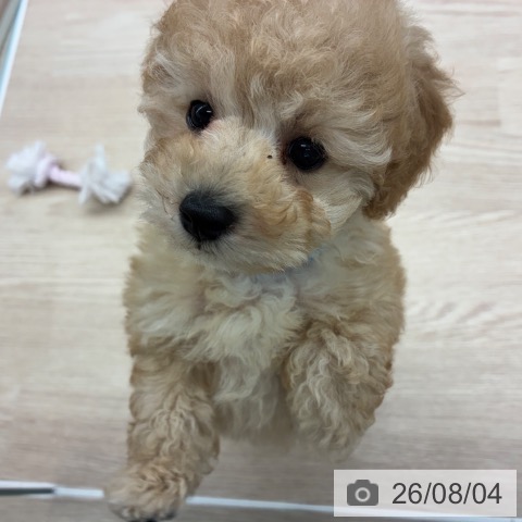 京都府のトイプードル(トイ) (ペットプラス 京都桂川店/2026年6月4日生まれ/男の子/クリーム)の子犬の4枚目の画像