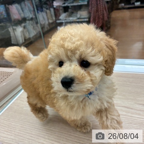 京都府のトイプードル(トイ) (ペットプラス 京都桂川店/2026年6月4日生まれ/男の子/クリーム)の子犬の3枚目の画像