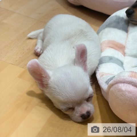 奈良県のチワワ(ロング) (ペットプラス 大和郡山店/2026年6月4日生まれ/男の子/ホワイト)の子犬の3枚目の画像