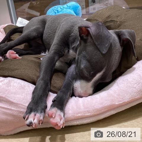 新潟県のイタリアングレーハウンド (ペットプラス 新潟亀田インター店/2026年6月4日生まれ/女の子/ブルーホワイト)の子犬の4枚目の画像