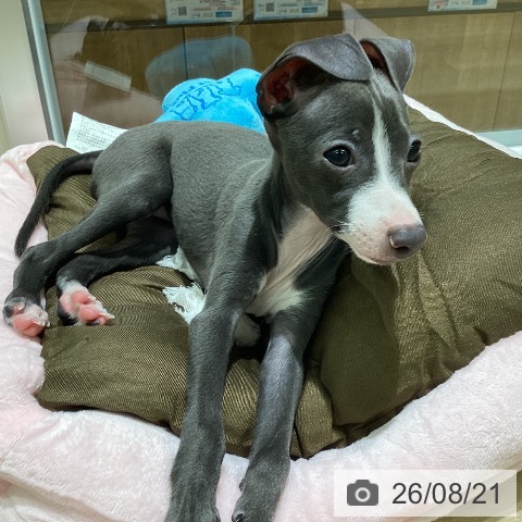 新潟県のイタリアングレーハウンド (ペットプラス 新潟亀田インター店/2026年6月4日生まれ/女の子/ブルーホワイト)の子犬の3枚目の画像