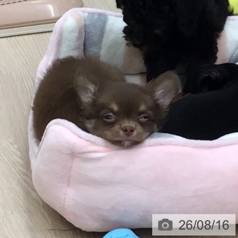大阪府のチワワ(ロング) (ペットプラス ららぽーと和泉店/2026年6月4日生まれ/男の子/チョコレートクリーム)の子犬の4枚目の画像
