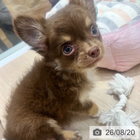 大阪府のチワワ(ロング) (ペットプラス 堺鉄砲町店/2026年6月4日生まれ/男の子/チョコレートクリーム)の子犬の3枚目の画像