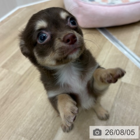 大阪府のチワワ(ロング) (ペットプラス 鶴見店/2026年6月4日生まれ/男の子/チョコレートクリーム)の子犬の4枚目の画像