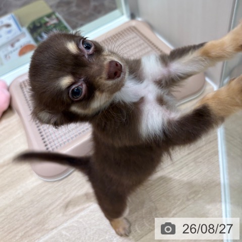 大阪府のチワワ(ロング) (ペットプラス 鶴見店/2026年6月4日生まれ/男の子/チョコレートクリーム)の子犬の3枚目の画像