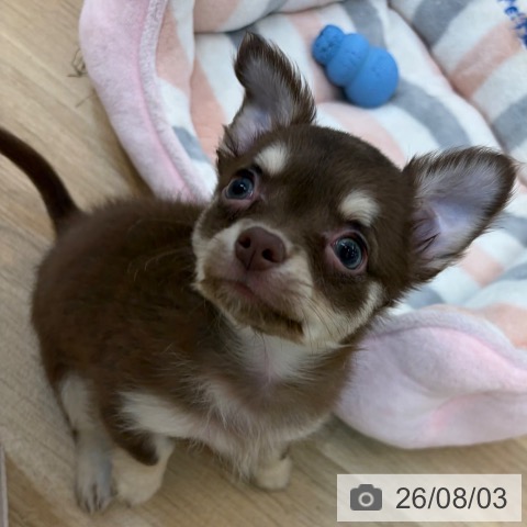 チワワの写真