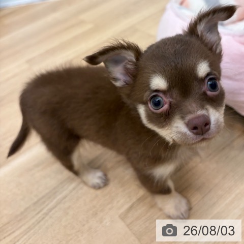 チワワの写真