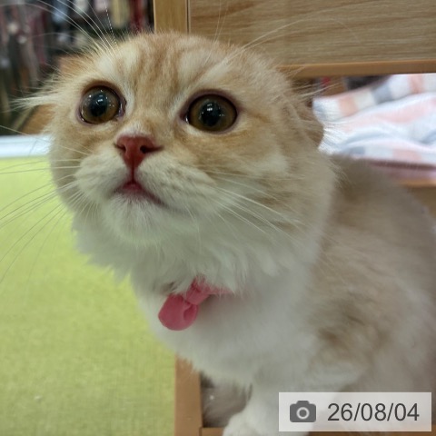 スコティッシュフォールドの写真