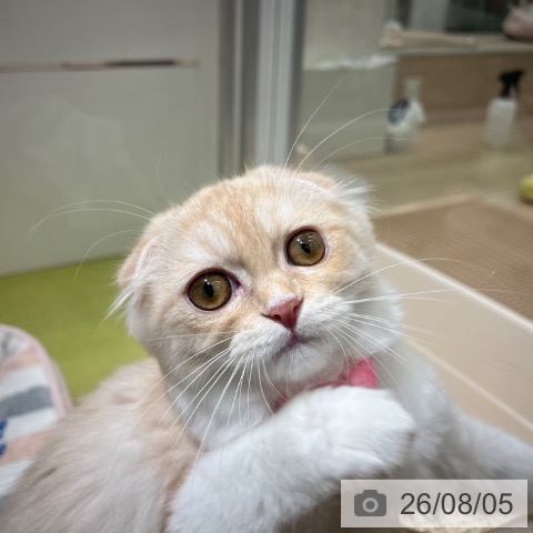 スコティッシュフォールドの写真