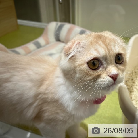 スコティッシュフォールドの写真