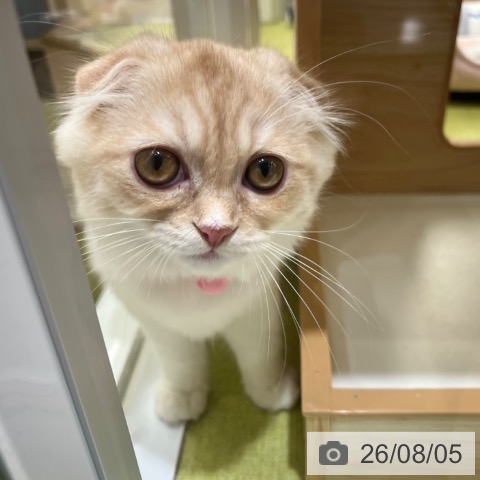 スコティッシュフォールドの写真