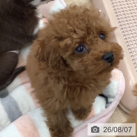 大阪府のトイプードル(トイ) (ペットプラス りんくう泉南店/2026年6月4日生まれ/男の子/レッドフォーン)の子犬の3枚目の画像