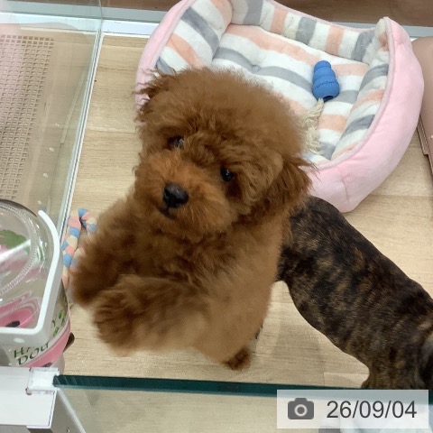 大阪府のトイプードル(トイ) (ペットプラス りんくう泉南店/2026年6月4日生まれ/男の子/レッドフォーン)の子犬の3枚目の画像
