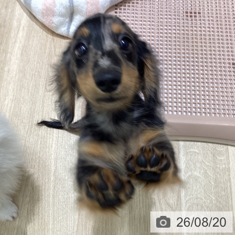 新潟県のミニチュアダックスフンド(ロング) (ペットプラス 新潟亀田インター店/2026年6月2日生まれ/男の子/シルバーダップル)の子犬の3枚目の画像