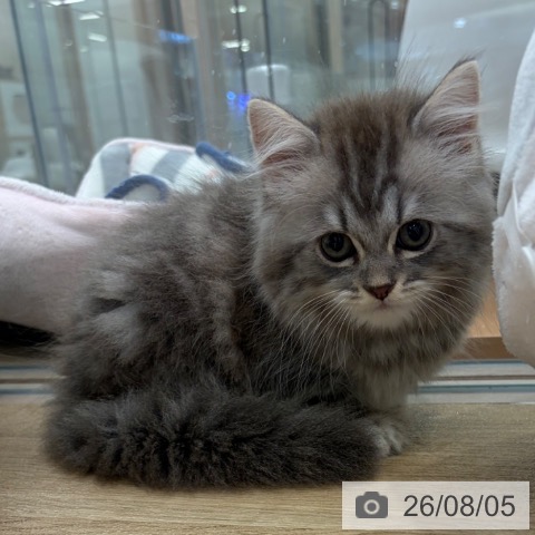 ラガマフィンの写真